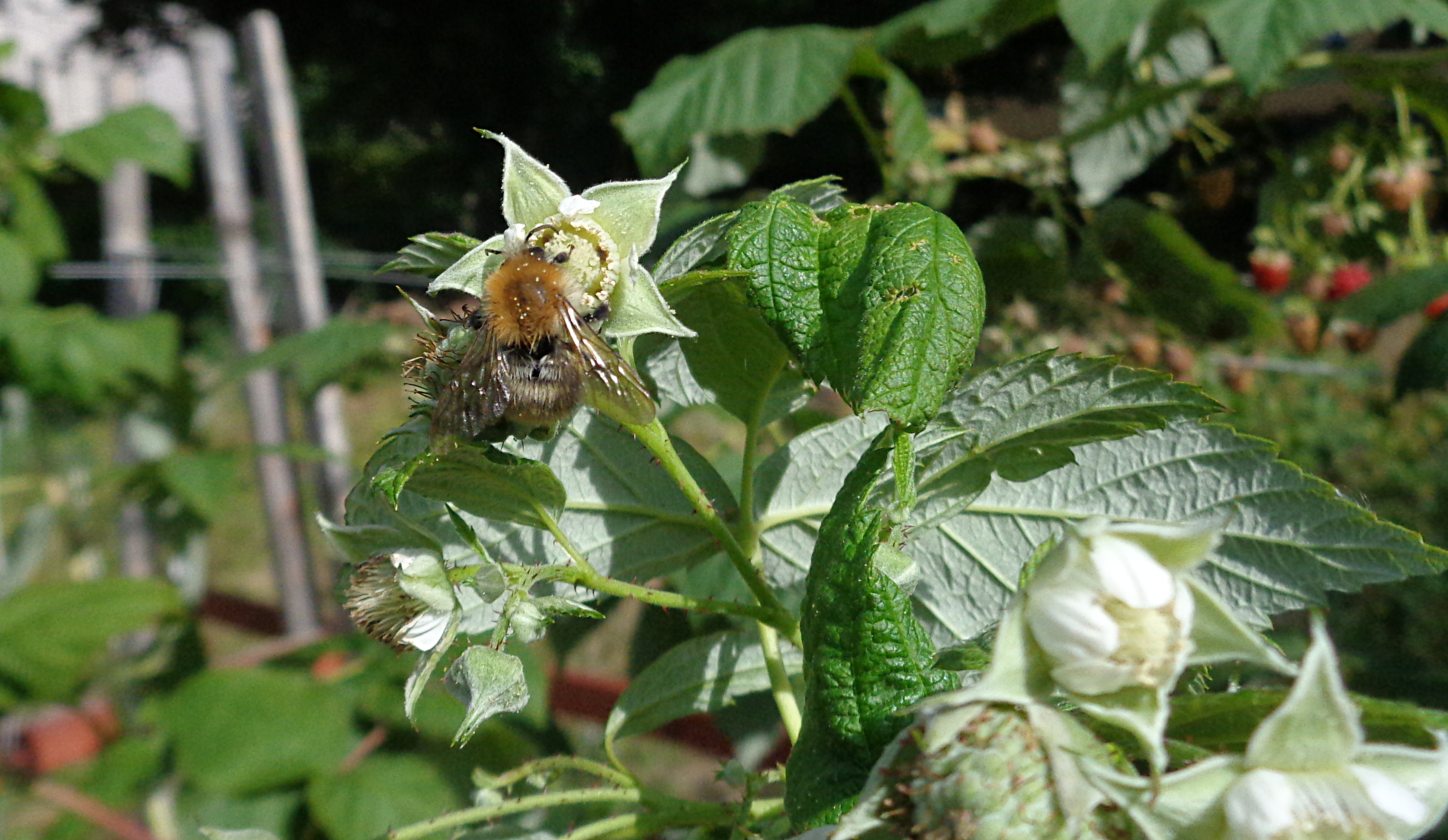 Herbsthimbeeren pflegen - Biene an Blüte